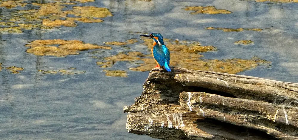 bird watching chitwan e1761991109943