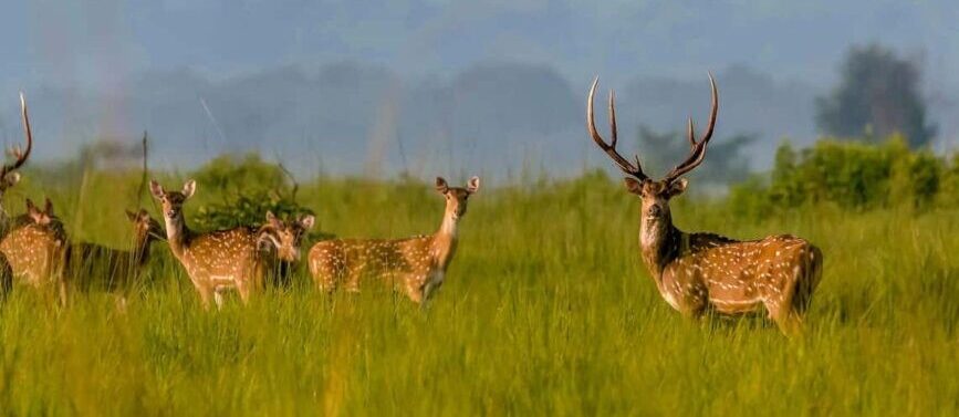 safari tour e1761991166991