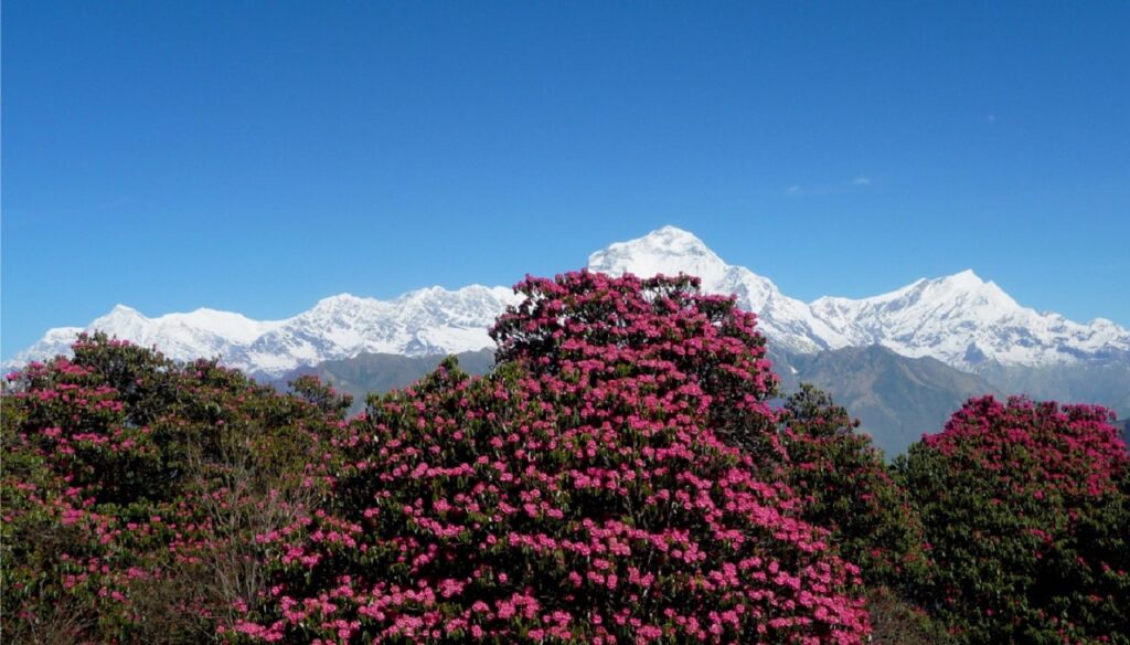 ghorepani trek april 1